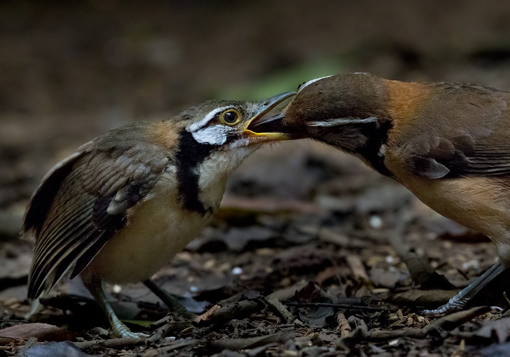 Greater Necklaced Laughingthrush - Lars Petersson | My World of Bird Photography