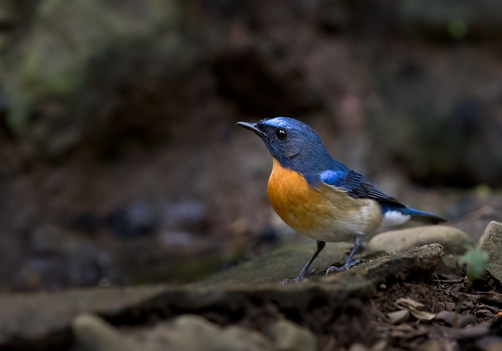 Chinese Blue Flycatcher - Lars Petersson | My World of Bird Photography
