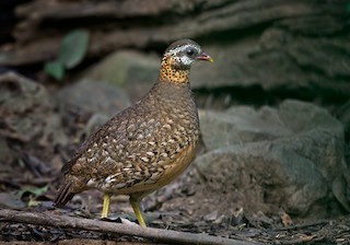 Scaly-breasted Partridge (Green-legged), ML206014731