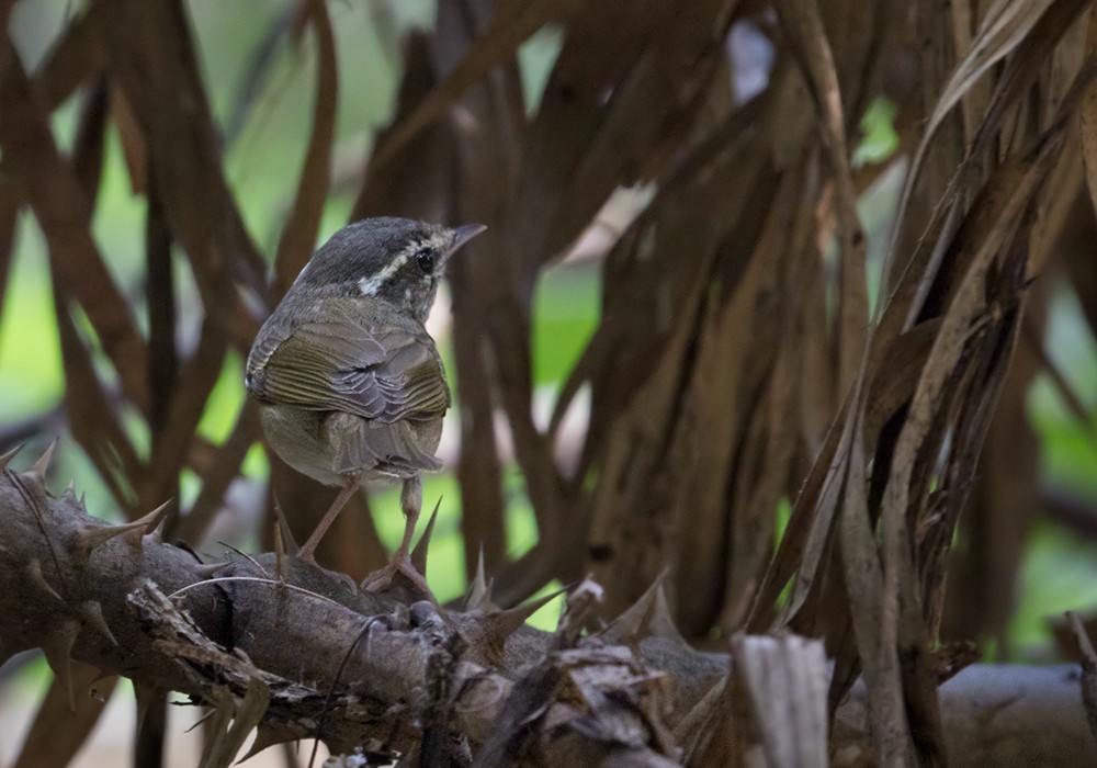 Pale-legged Leaf Warbler - Lars Petersson | My World of Bird Photography