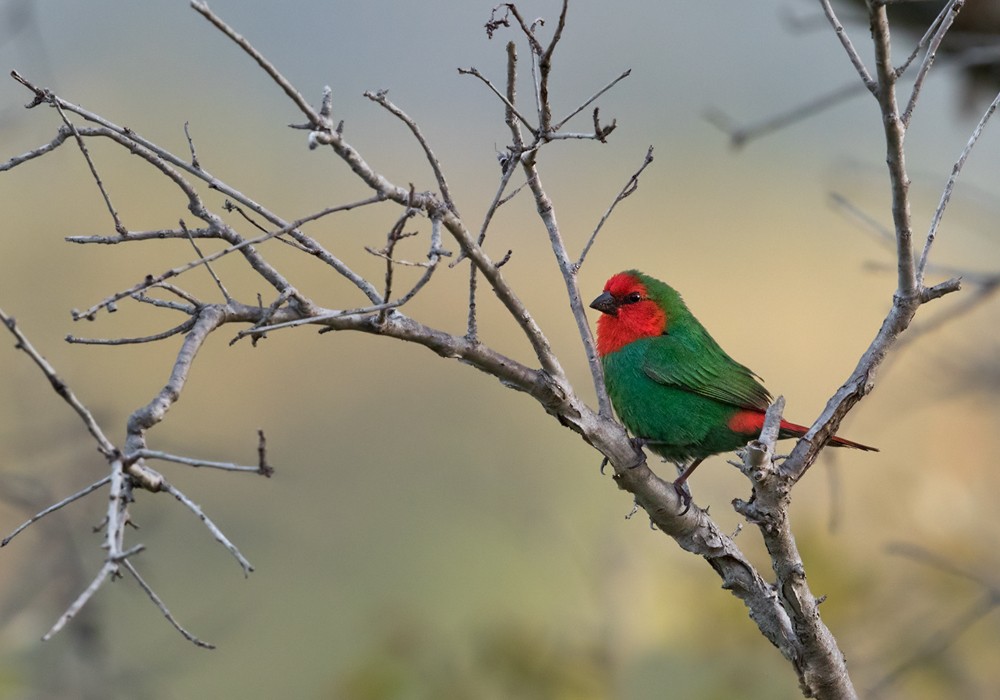 Red-throated Parrotfinch - ML206014791