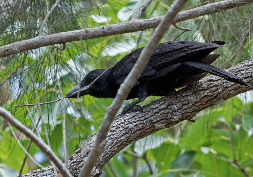 New Caledonian Crow - Lars Petersson | My World of Bird Photography