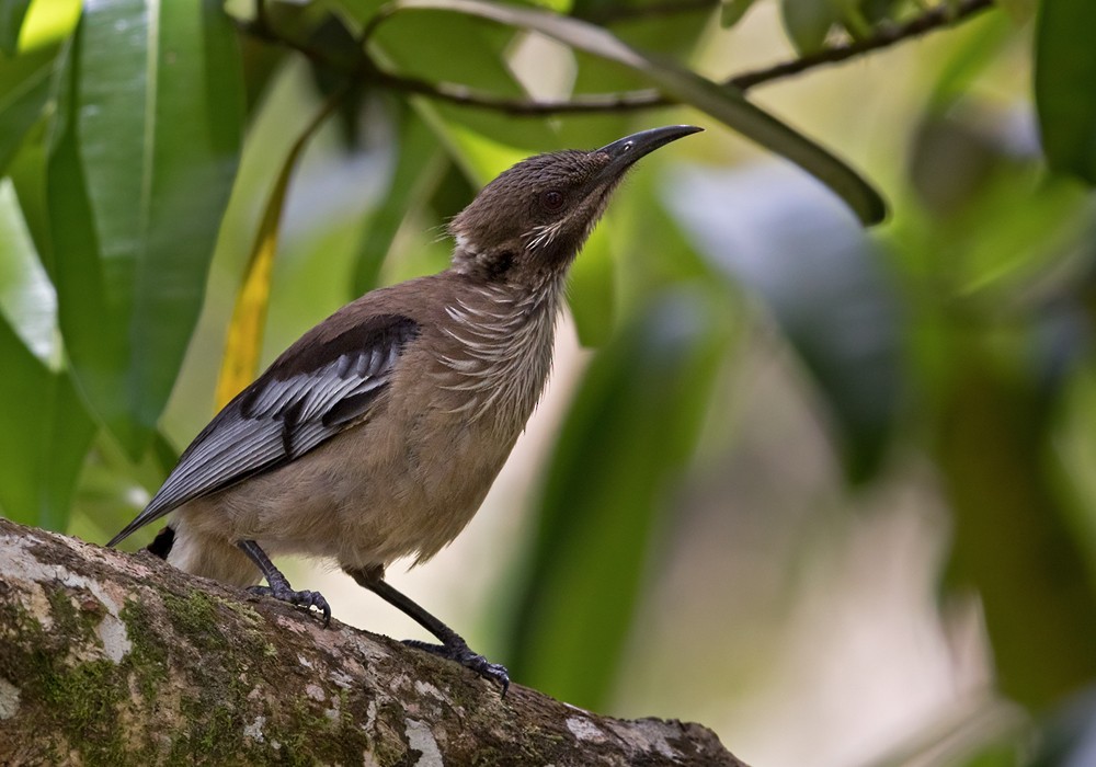 New Caledonian Friarbird - ML206014951
