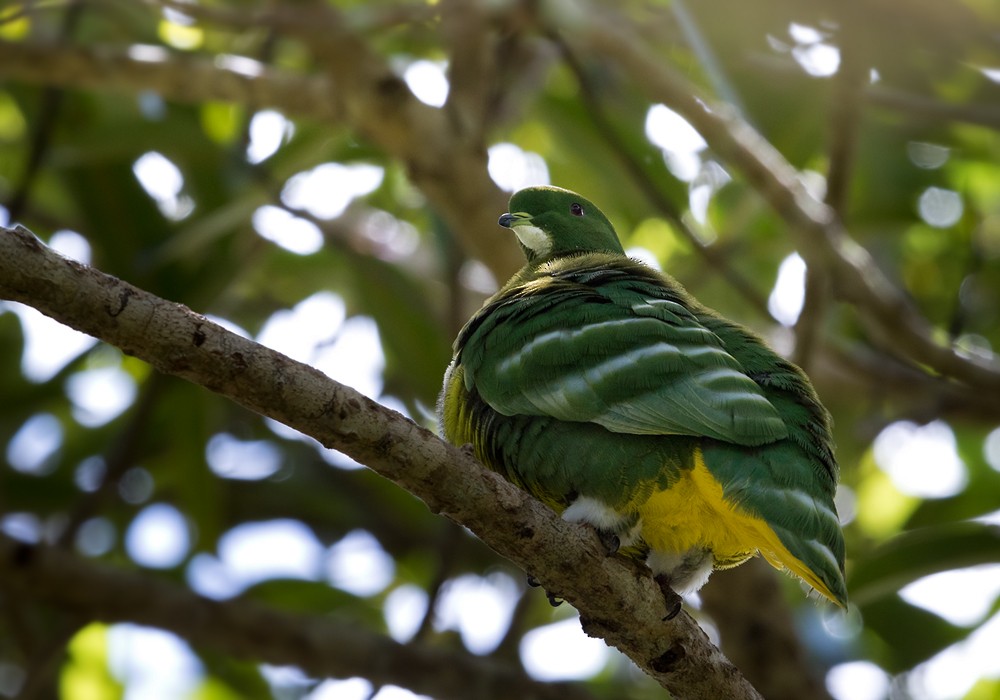 Cloven-feathered Dove - Lars Petersson | My World of Bird Photography
