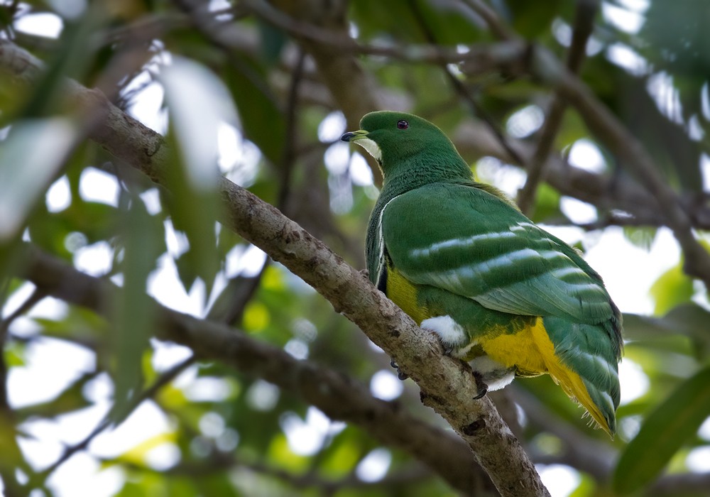 Cloven-feathered Dove - ML206014971