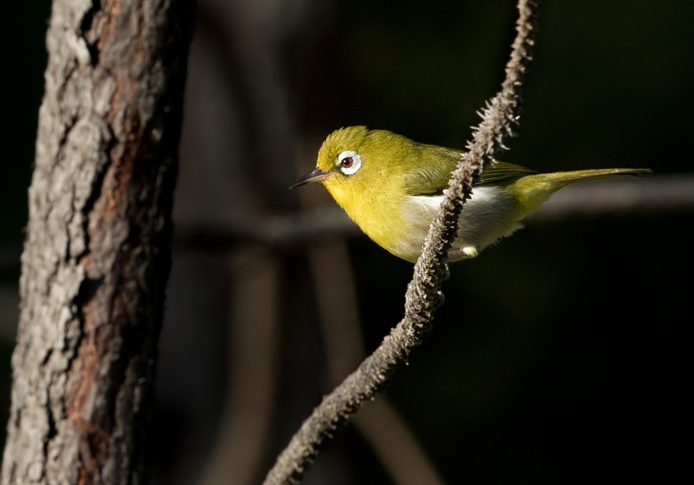 Green-backed White-eye - Lars Petersson | My World of Bird Photography
