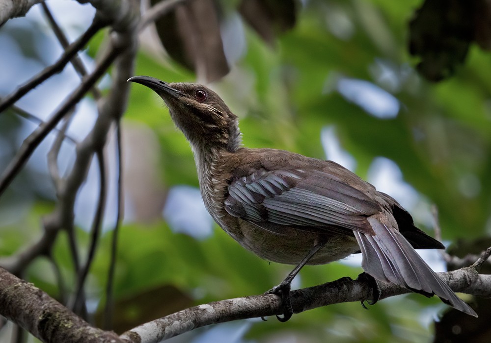 New Caledonian Friarbird - Lars Petersson | My World of Bird Photography