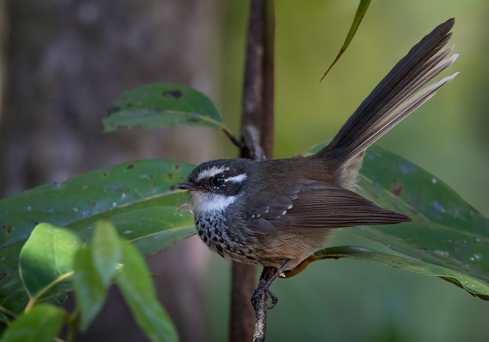 New Caledonian Streaked Fantail - Lars Petersson | My World of Bird Photography