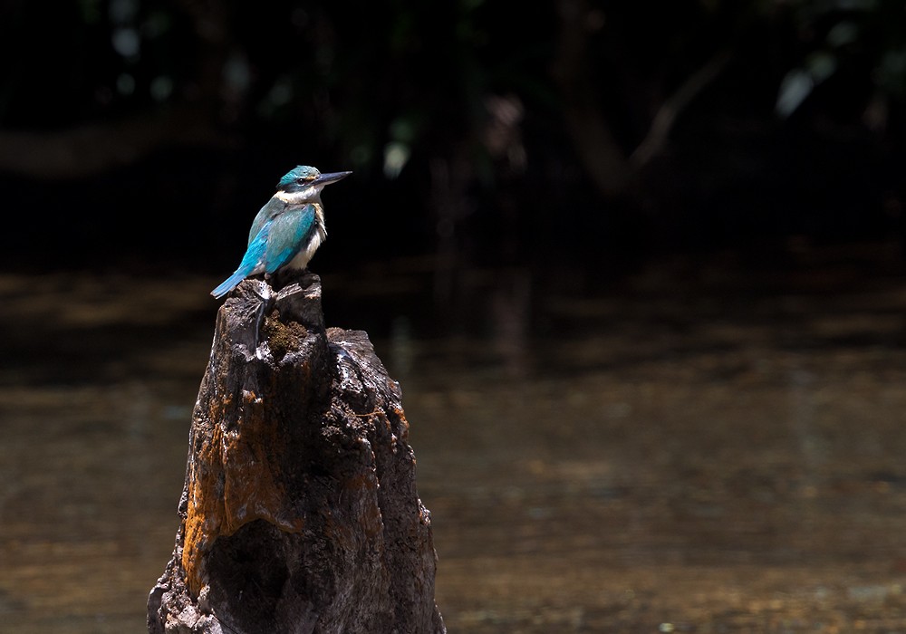 Sacred Kingfisher (New Caledonian) - Lars Petersson | My World of Bird Photography