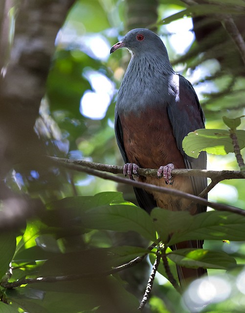 Photos New Caledonian Imperial Pigeon Ducula Goliath Birds Of The World