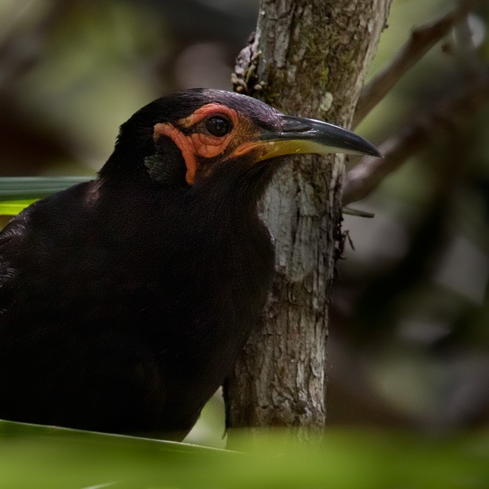Crow Honeyeater - Lars Petersson | My World of Bird Photography