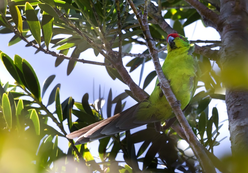 New Caledonian Parakeet - ML206015111