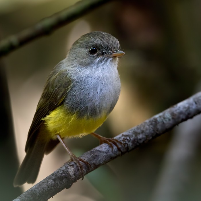 Yellow-bellied Flyrobin - Lars Petersson | My World of Bird Photography