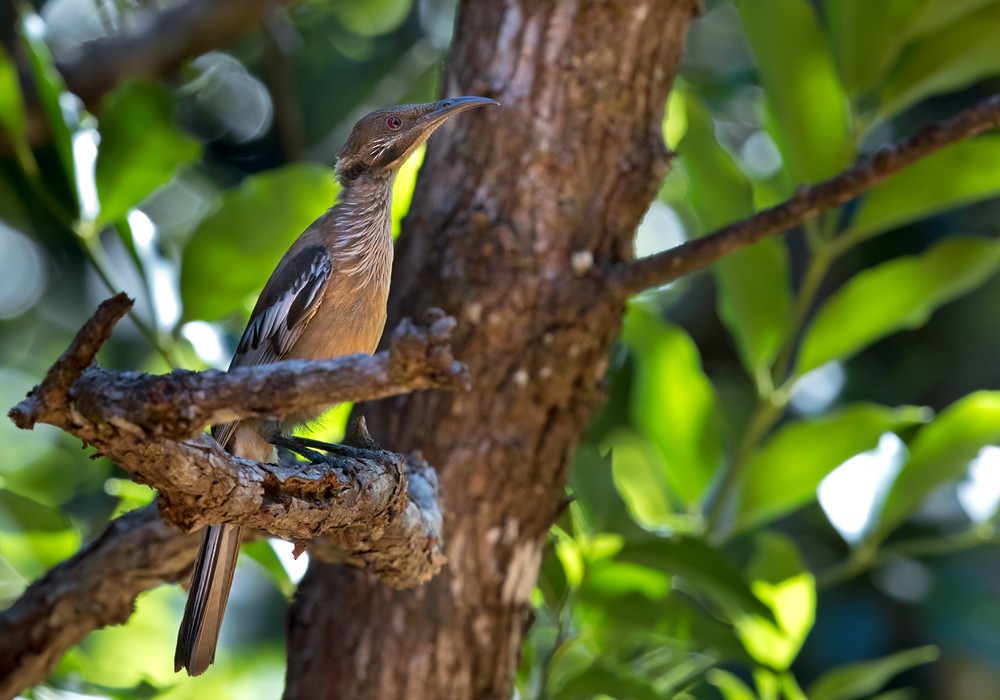 New Caledonian Friarbird - ML206015171