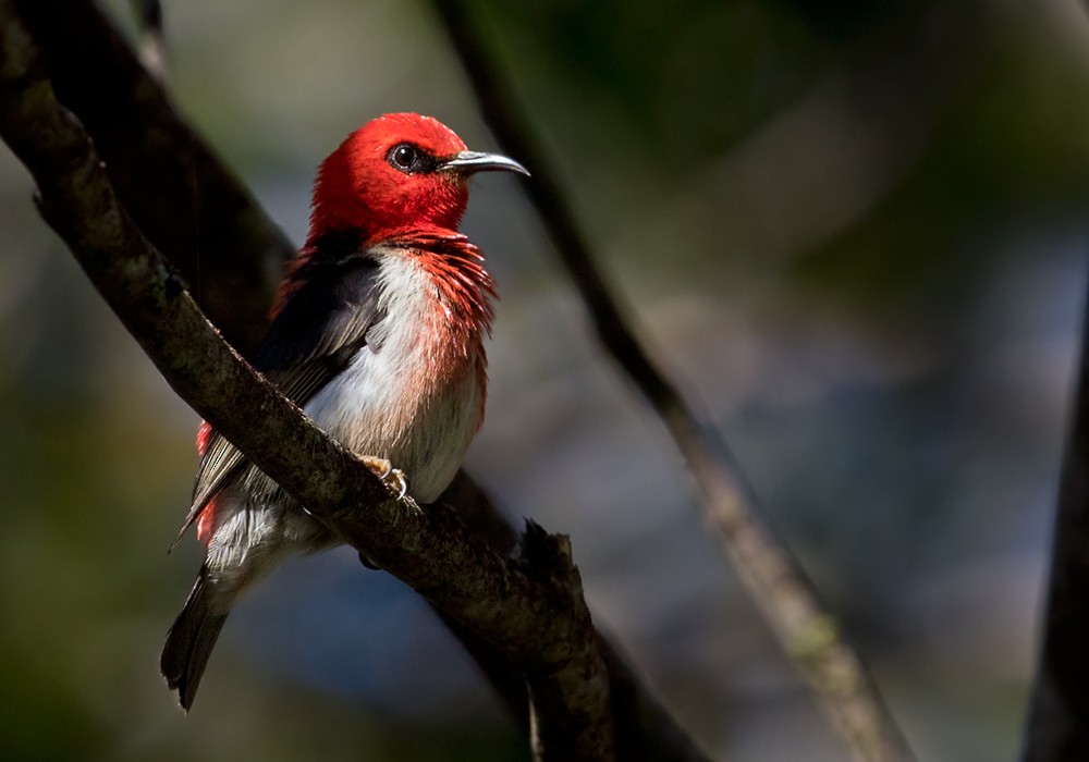 New Caledonian Myzomela - Lars Petersson | My World of Bird Photography