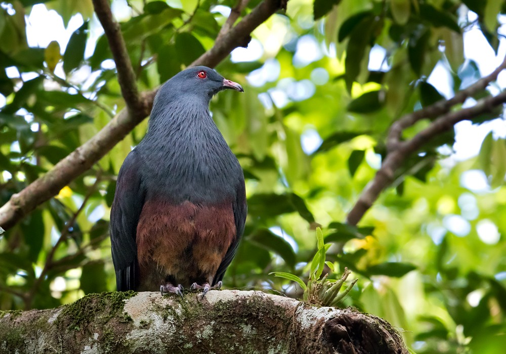 New Caledonian Imperial-Pigeon - Lars Petersson | My World of Bird Photography
