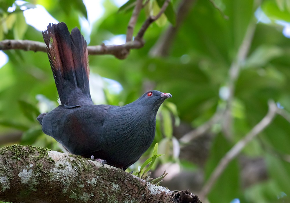 New Caledonian Imperial-Pigeon - ML206015251