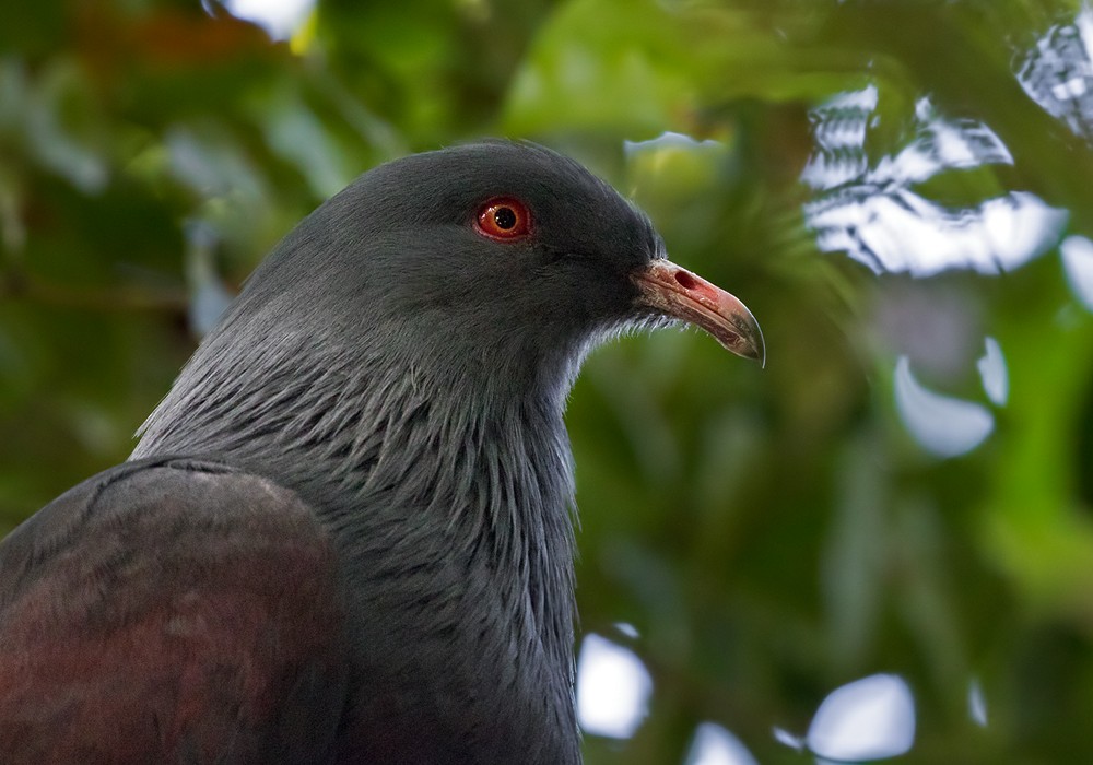New Caledonian Imperial-Pigeon - Lars Petersson | My World of Bird Photography
