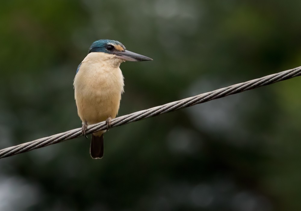Sacred Kingfisher (New Caledonian) - Lars Petersson | My World of Bird Photography