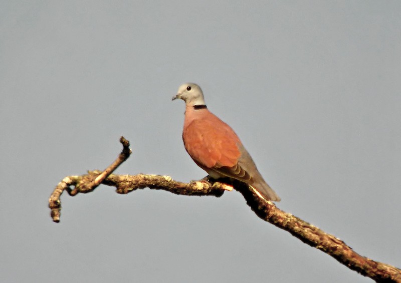 Red Collared-Dove - Lars Petersson | My World of Bird Photography
