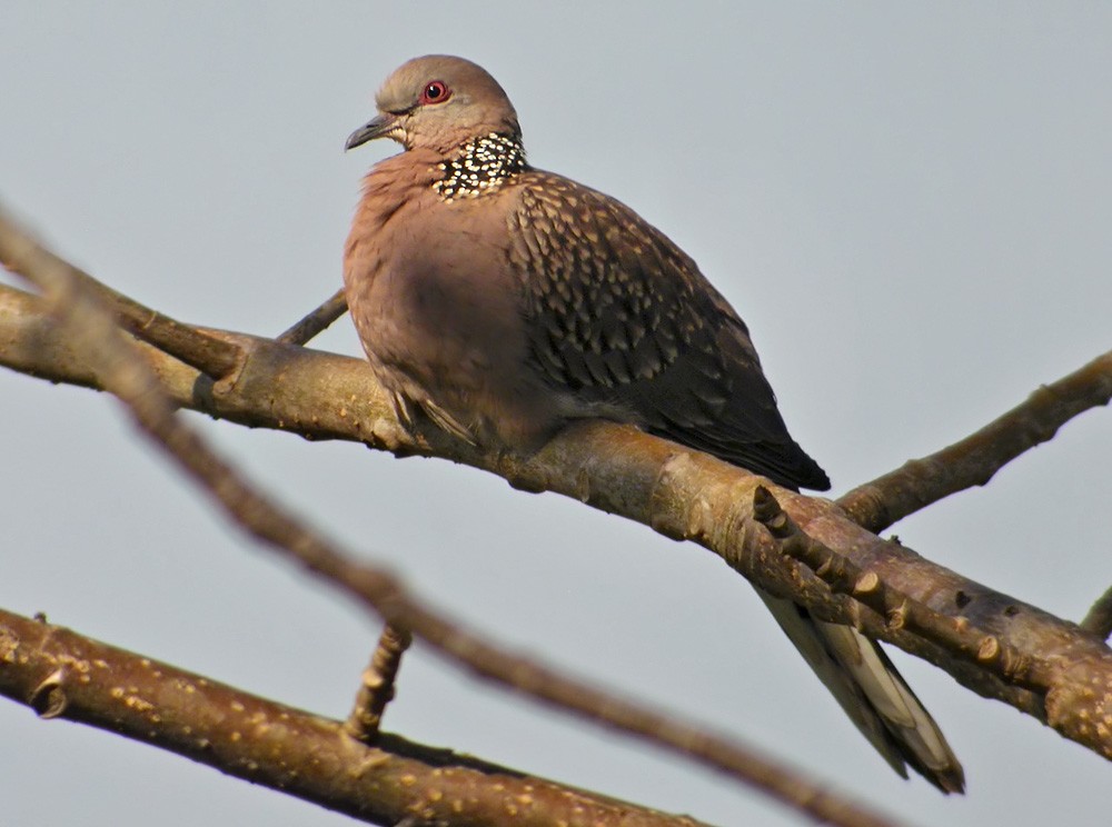 Spotted Dove (Western) - Lars Petersson | My World of Bird Photography