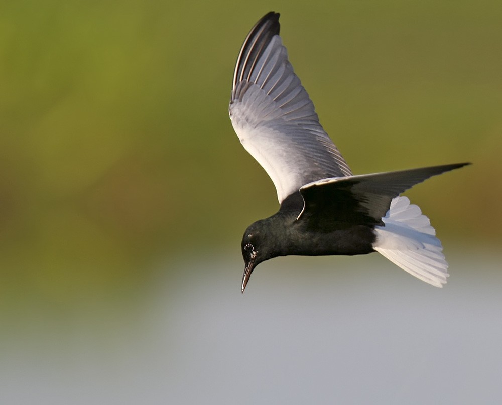 White-winged Tern - Lars Petersson | My World of Bird Photography