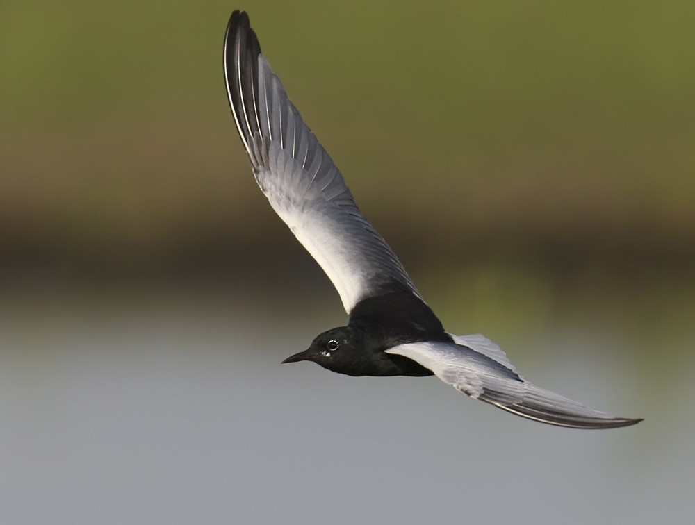White-winged Tern - Lars Petersson | My World of Bird Photography