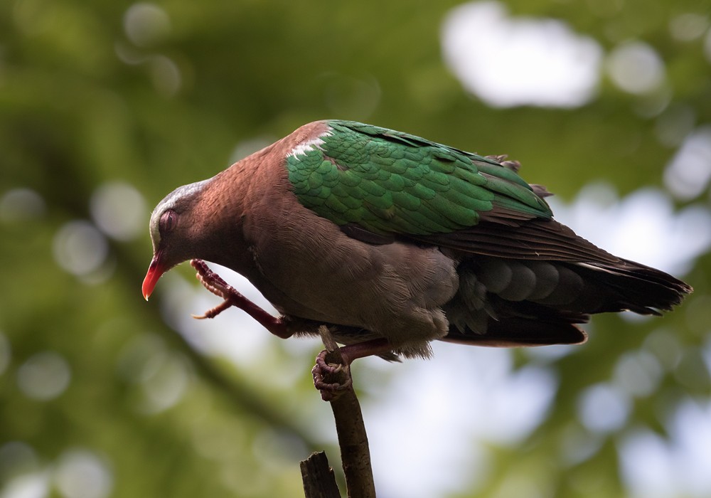 Asian Emerald Dove - Lars Petersson | My World of Bird Photography