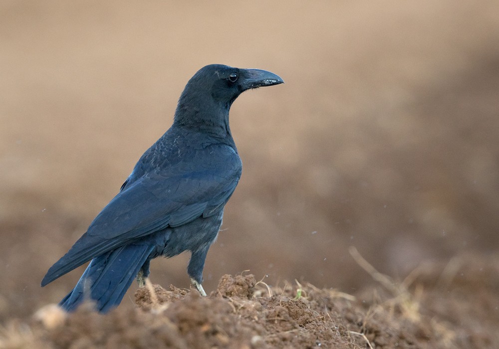 Large-billed Crow (Large-billed) - Lars Petersson | My World of Bird Photography