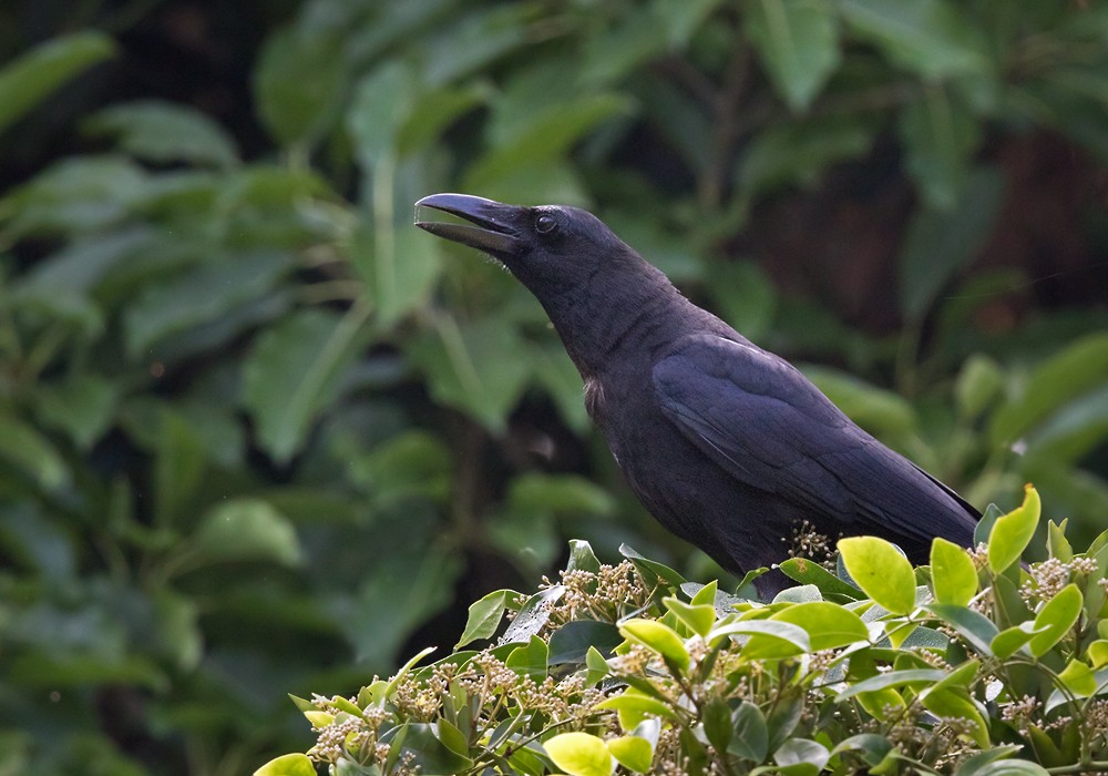 Large-billed Crow (Large-billed) - Lars Petersson | My World of Bird Photography