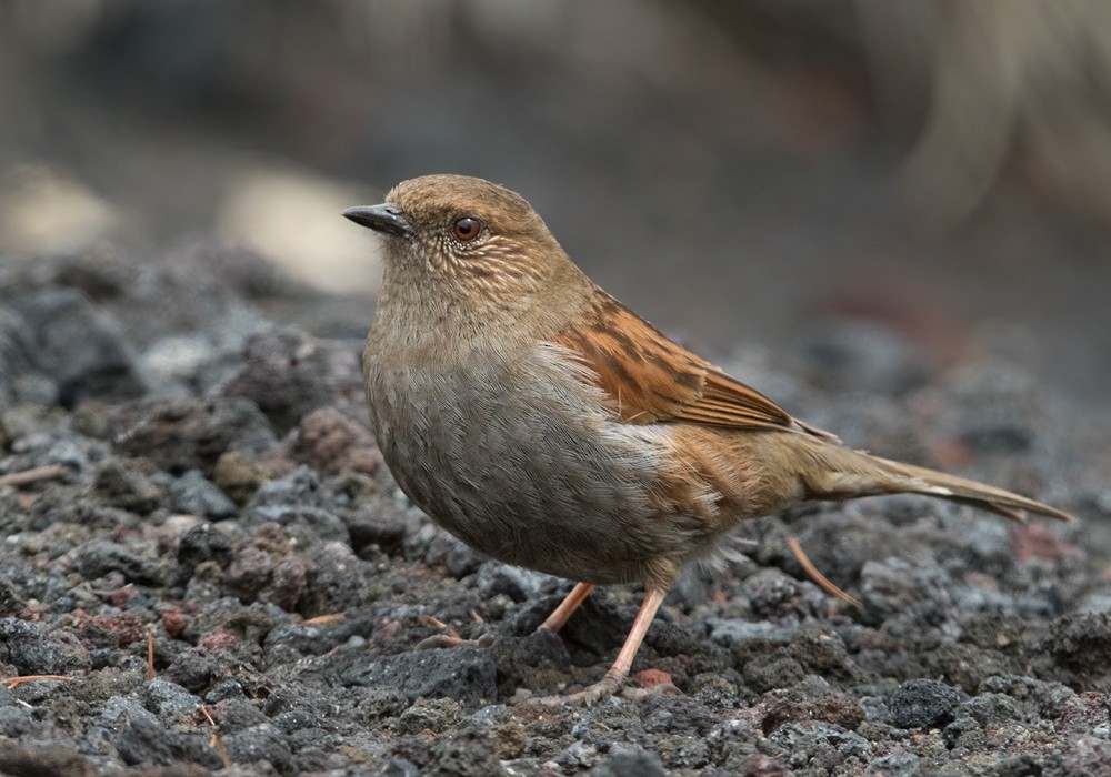 Japanese Accentor - Lars Petersson | My World of Bird Photography