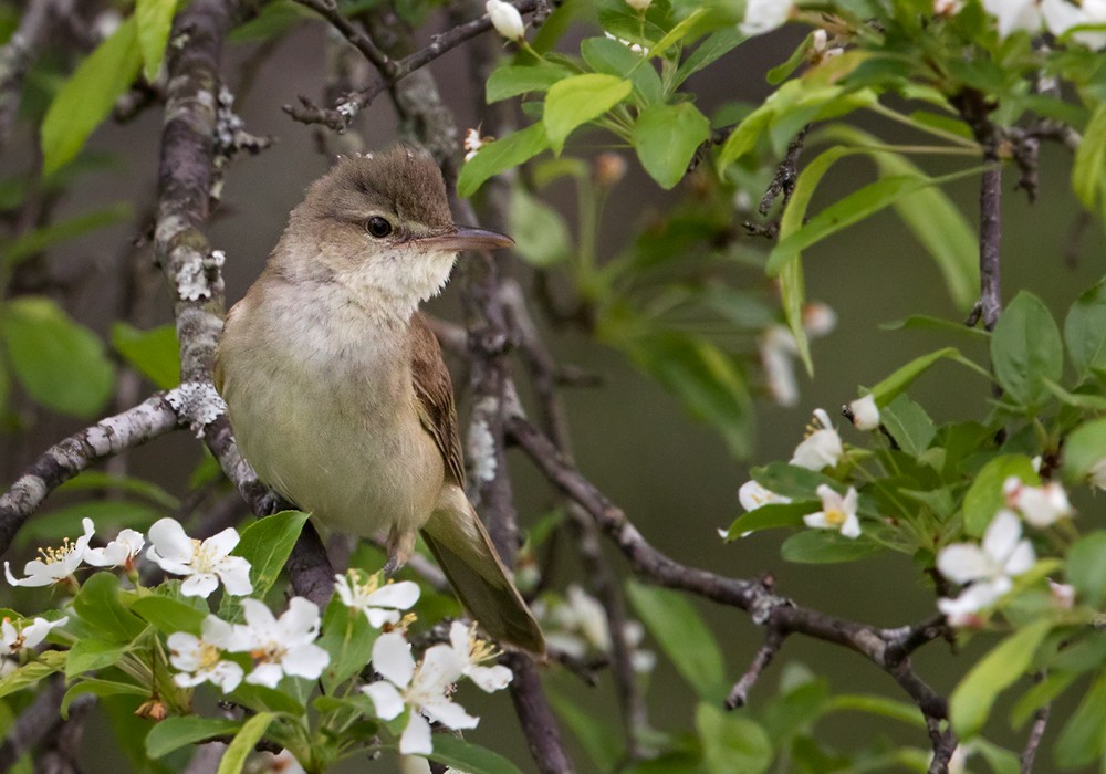 Oriental Reed Warbler - Lars Petersson | My World of Bird Photography