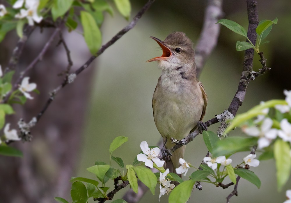 Oriental Reed Warbler - Lars Petersson | My World of Bird Photography