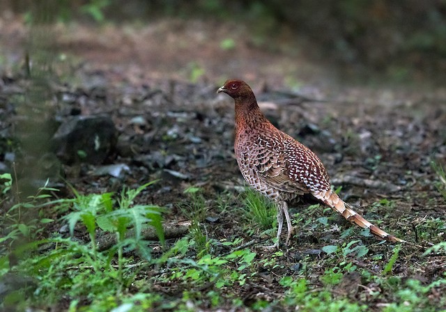 ヤマドリ Ebird