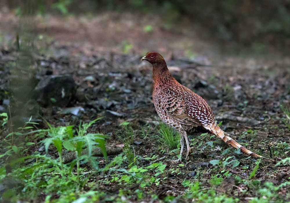 Copper Pheasant - Lars Petersson | My World of Bird Photography