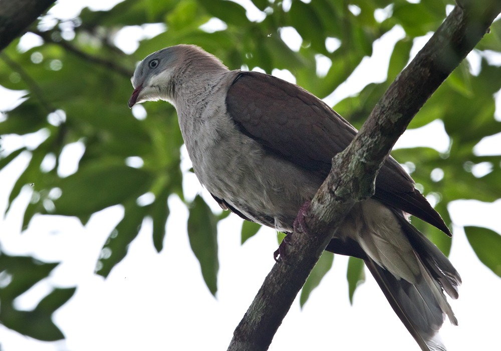 Mountain Imperial-Pigeon - ML206016021