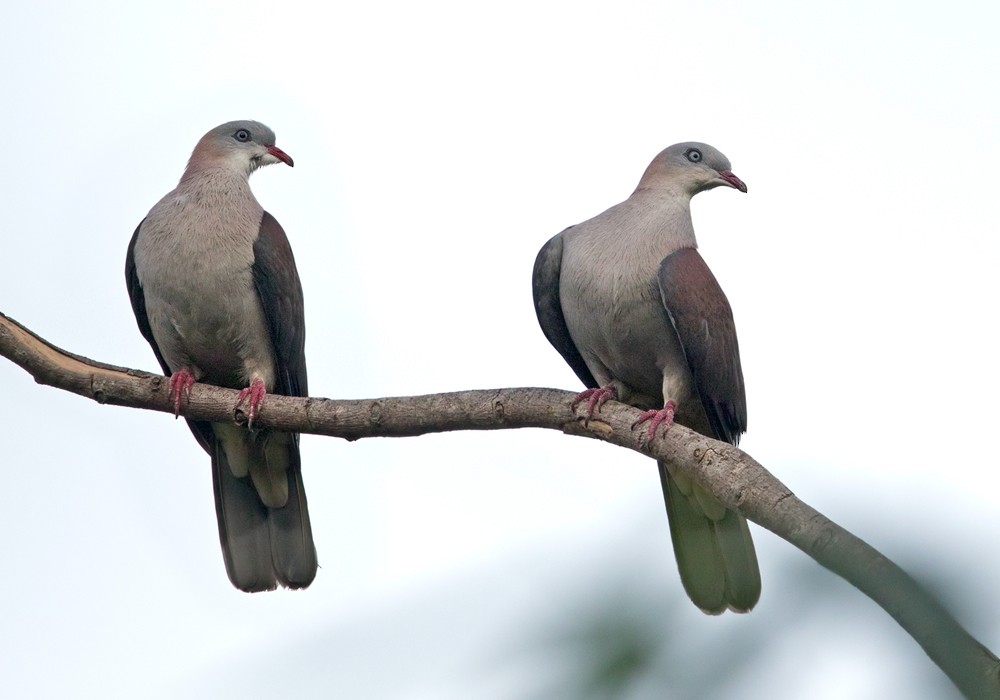 Mountain Imperial-Pigeon - ML206016141