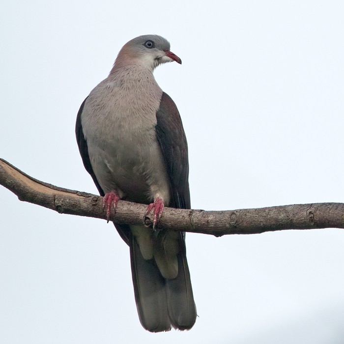 Mountain Imperial-Pigeon - ML206016151