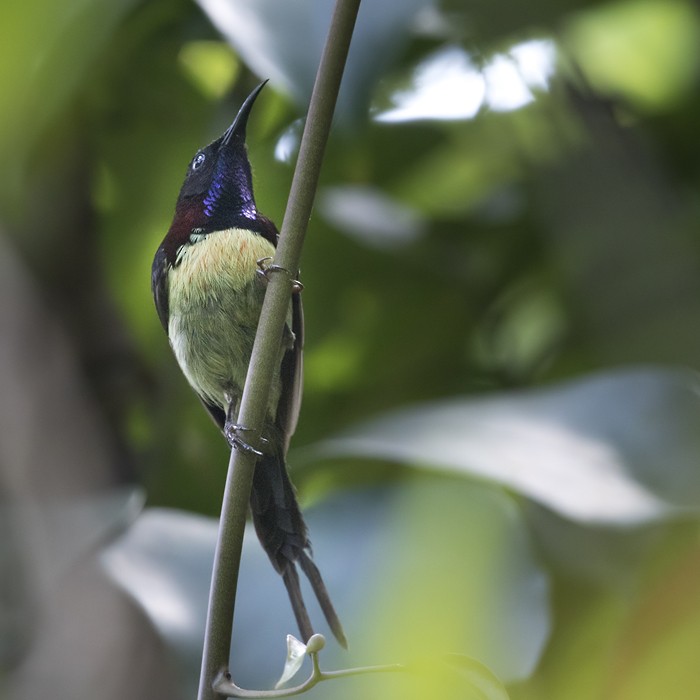 Black-throated Sunbird - ML206016261