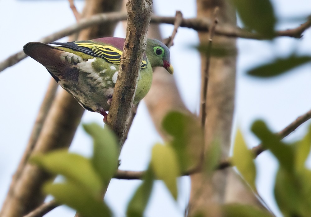 Thick-billed Green-Pigeon - ML206016271
