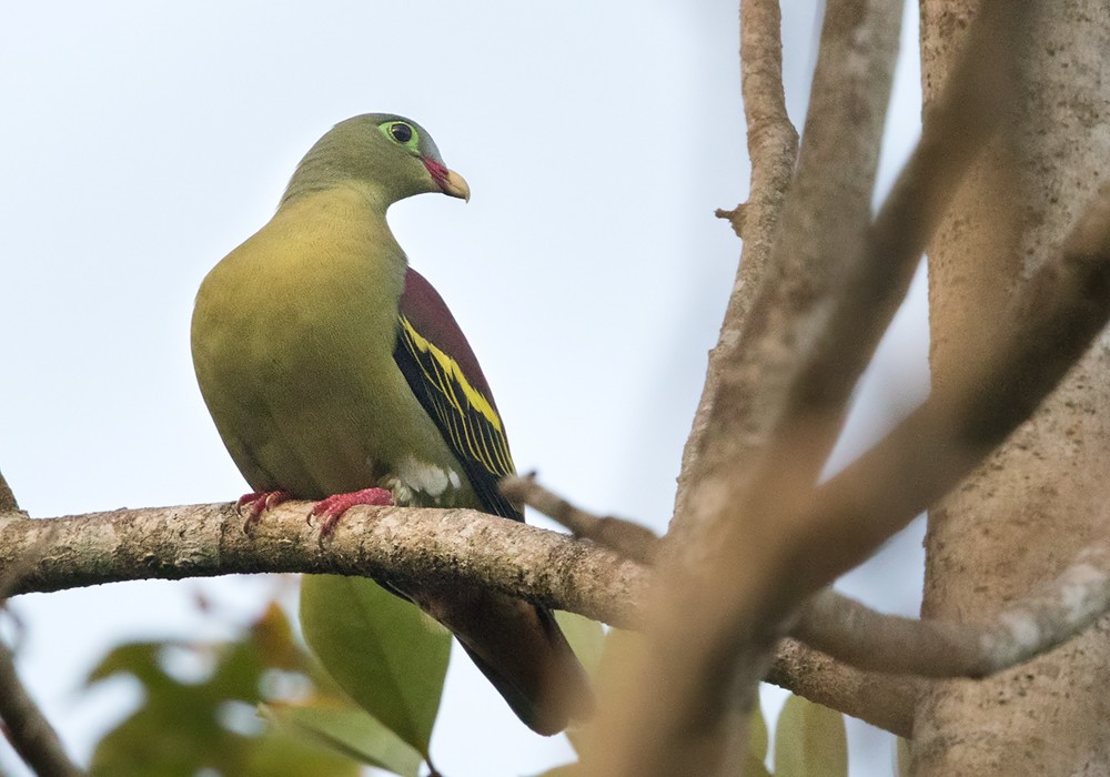 Thick-billed Green-Pigeon - Lars Petersson | My World of Bird Photography