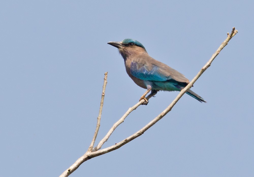 Indochinese Roller - Lars Petersson | My World of Bird Photography