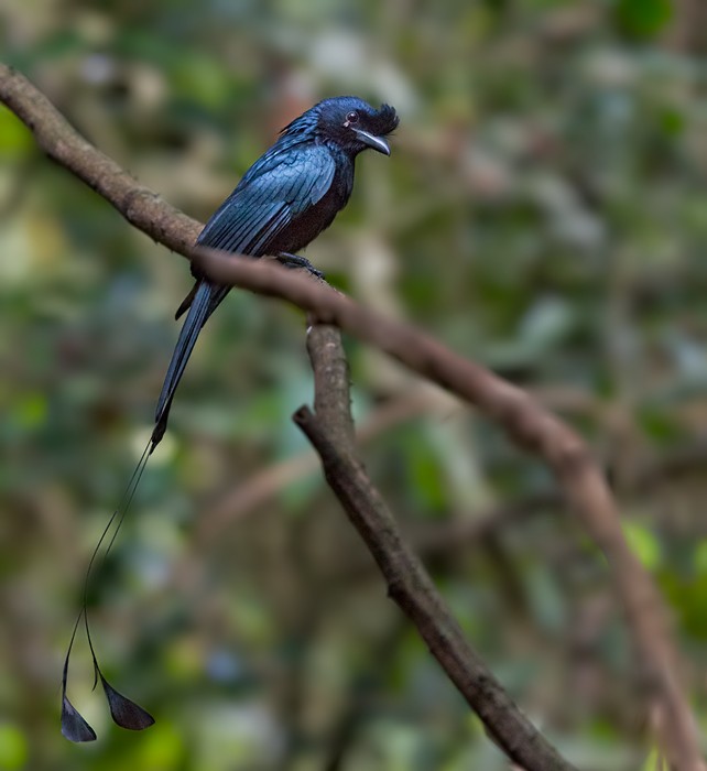 Greater Racket-tailed Drongo - Lars Petersson | My World of Bird Photography