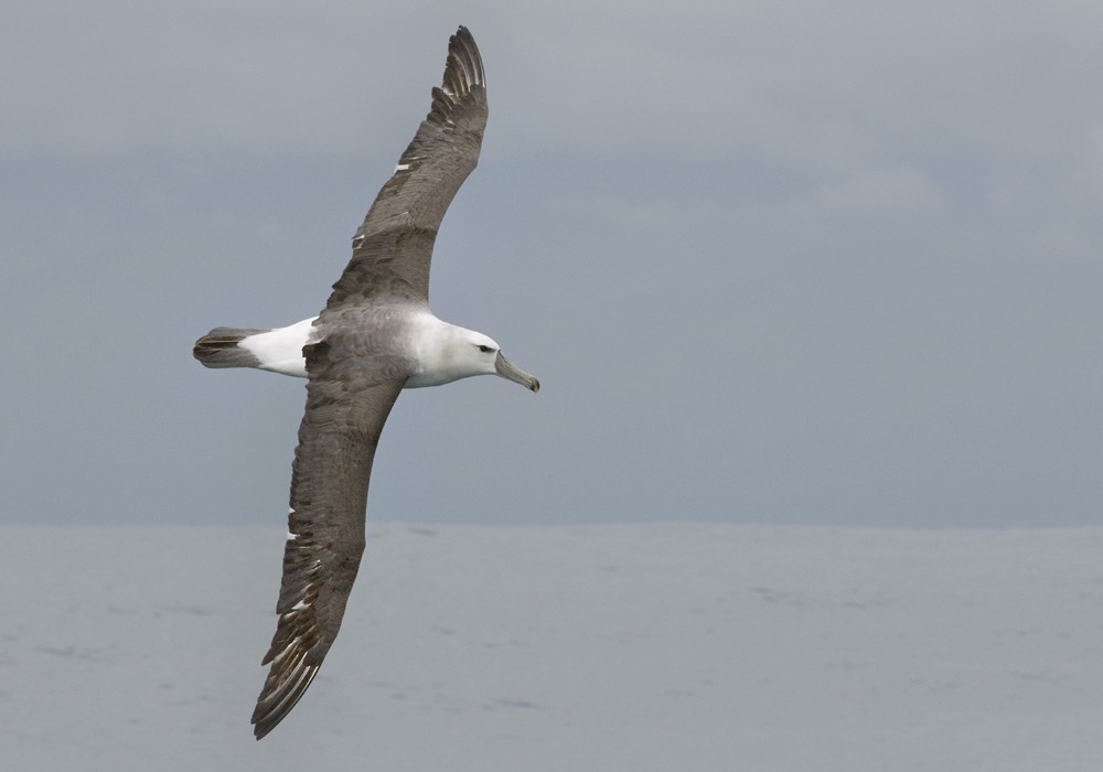 White-capped Albatross (steadi) - Lars Petersson | My World of Bird Photography