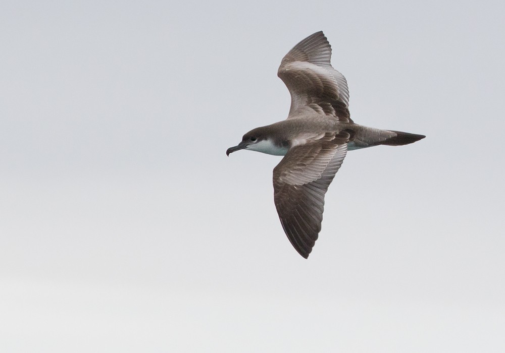 Buller's Shearwater - Lars Petersson | My World of Bird Photography