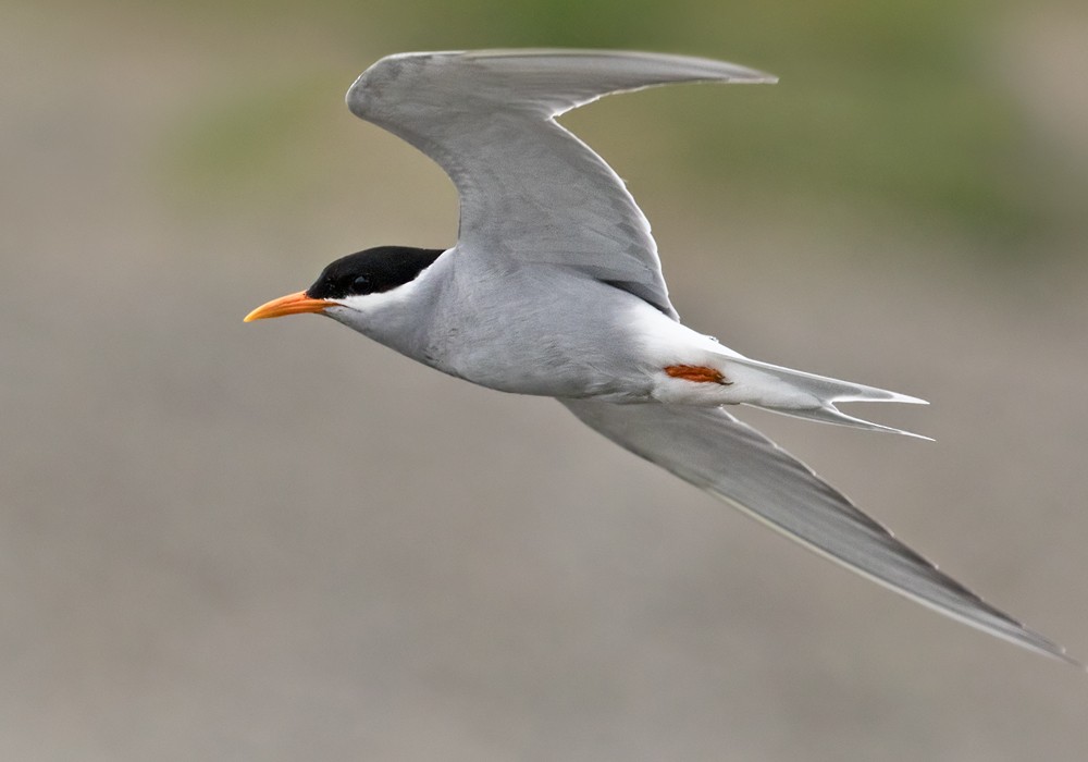 Black-fronted Tern - Lars Petersson | My World of Bird Photography