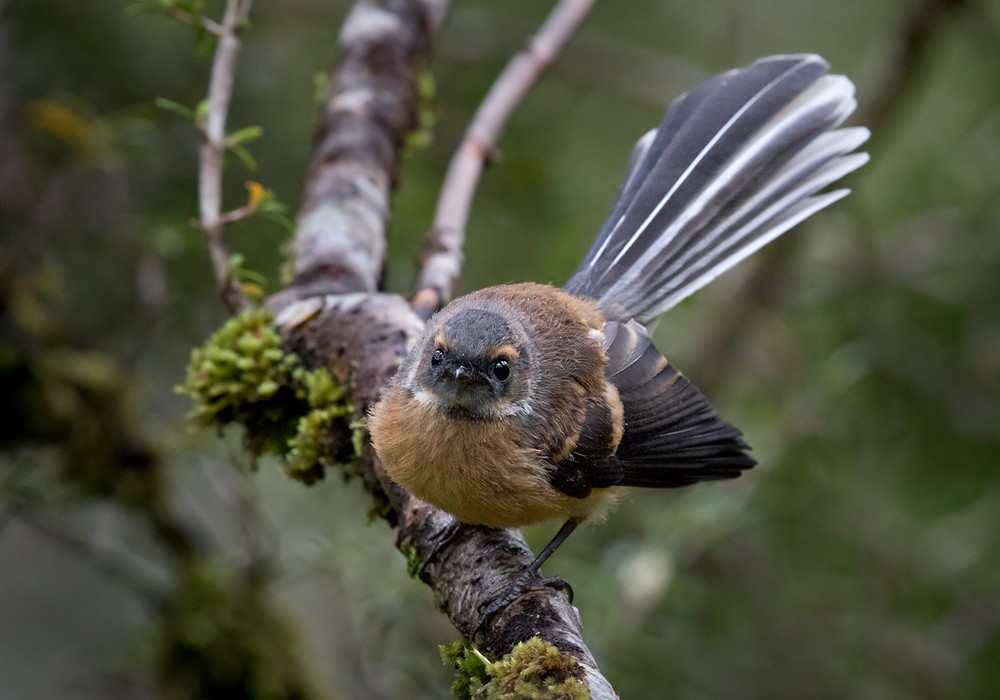 New Zealand Fantail - Lars Petersson | My World of Bird Photography