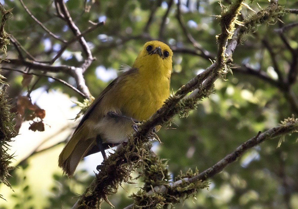 Yellowhead - Lars Petersson | My World of Bird Photography