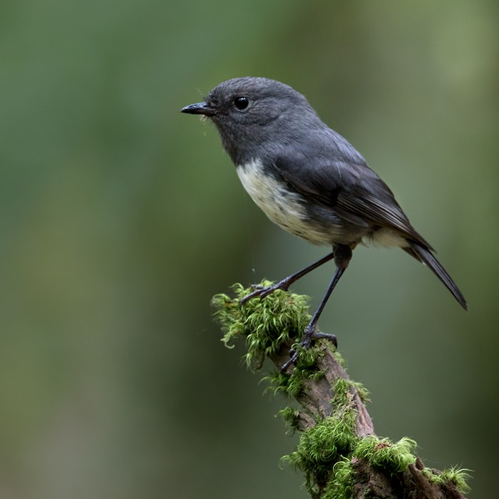 South Island Robin - Lars Petersson | My World of Bird Photography