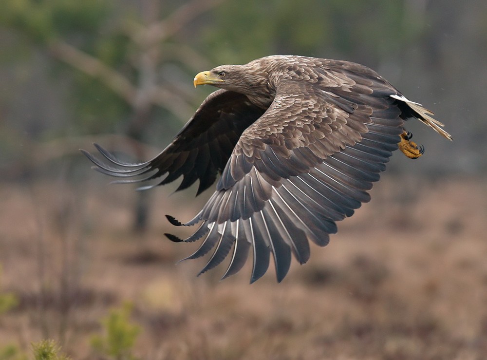 White-tailed Eagle - Lars Petersson | My World of Bird Photography